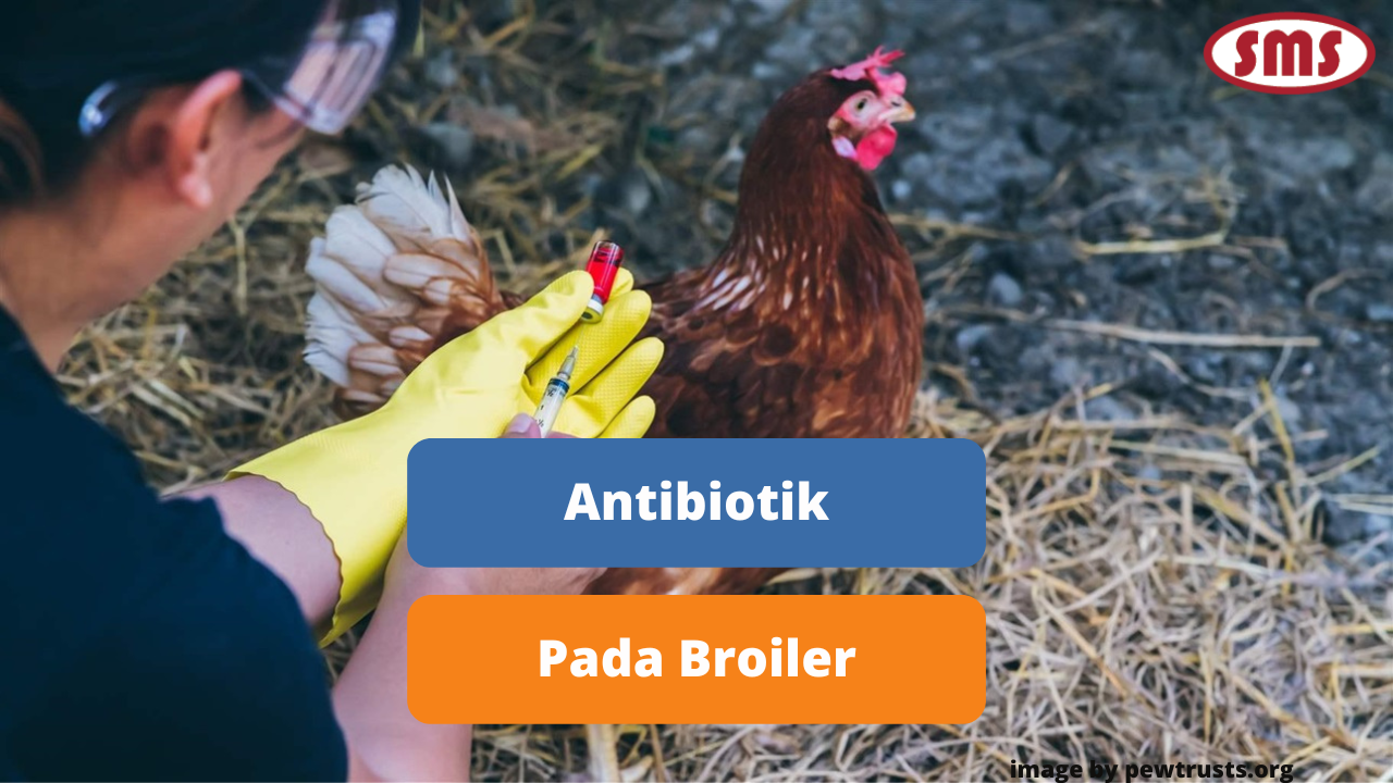 Hal Yang Perlu Diperhatikan Dalam Pemberian Antibiotik Untuk Ayam Broiler